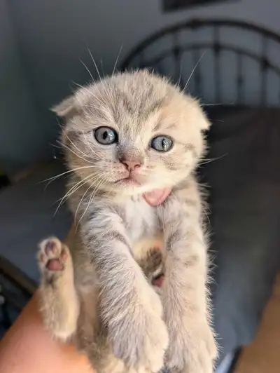 chatons Scottish fold et straight, View more