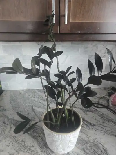 Raven ZZ Plant, View more