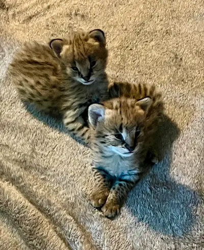 Serval Kittens Available ! , View more