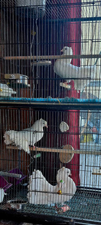 Pigeon queue de pan indien