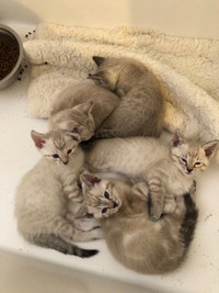Stunning Kittens for rehoming