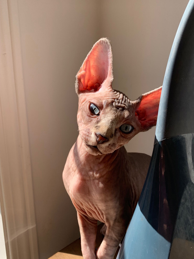  Sphynx Male Kittens  in Cats & Kittens for Rehoming in Oshawa / Durham Region - Image 4