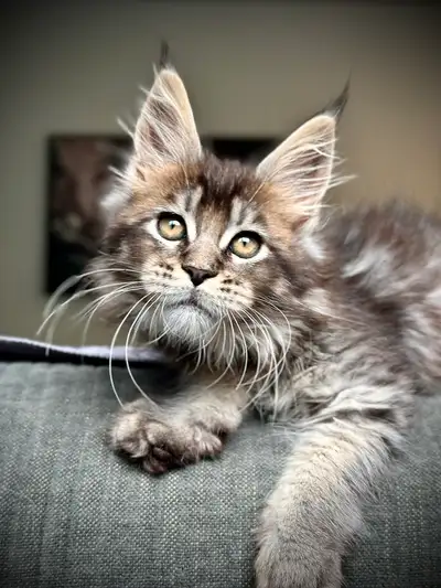 Chaton Maine coon pure race enregistré TICA, View more