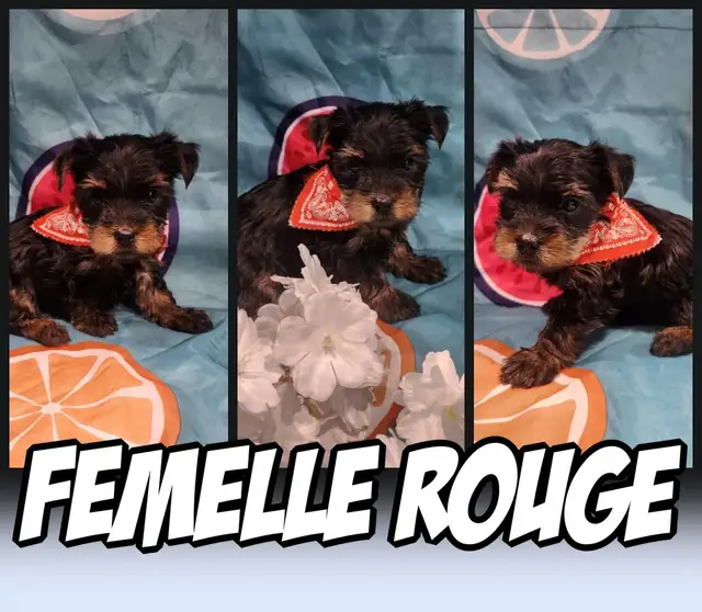 Wow 6 merveilleux yorkshires pure race 4 femelles et 2 males in Dogs & Puppies for Rehoming in City of Montréal - Image 4