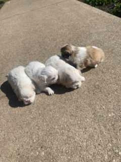 Puppies for adoption! Japanese Finchows in Dogs & Puppies for Rehoming in Owen Sound - Image 3