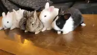 Drawf - baby bunnies - 80 for Sylvester - bunny rabbit rabbits