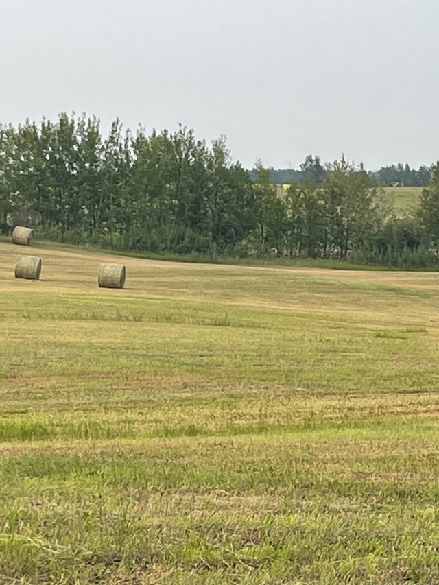 Hay for sale only 20 left Livestock Edmonton Kijiji