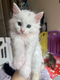 **Siberian Maincoon X Kittems**