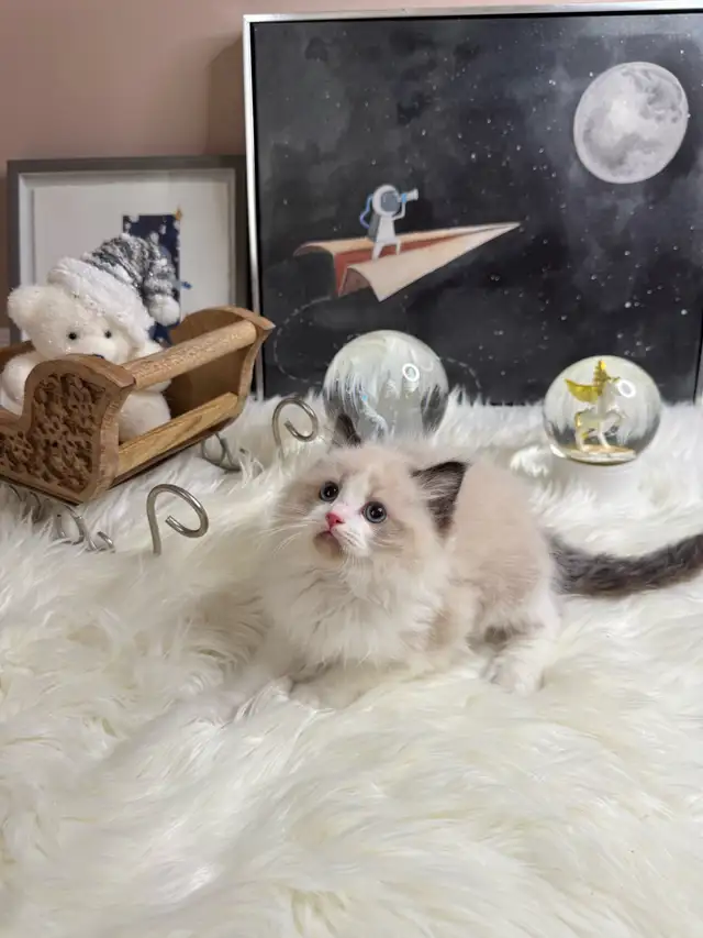 purebred ragdoll boy
