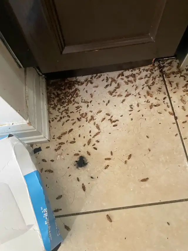 Bedbug Removal Service449688948452904962