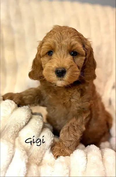 Chiots MINI COCKAPOO F1B puppies - MICROPUCÉS, View more