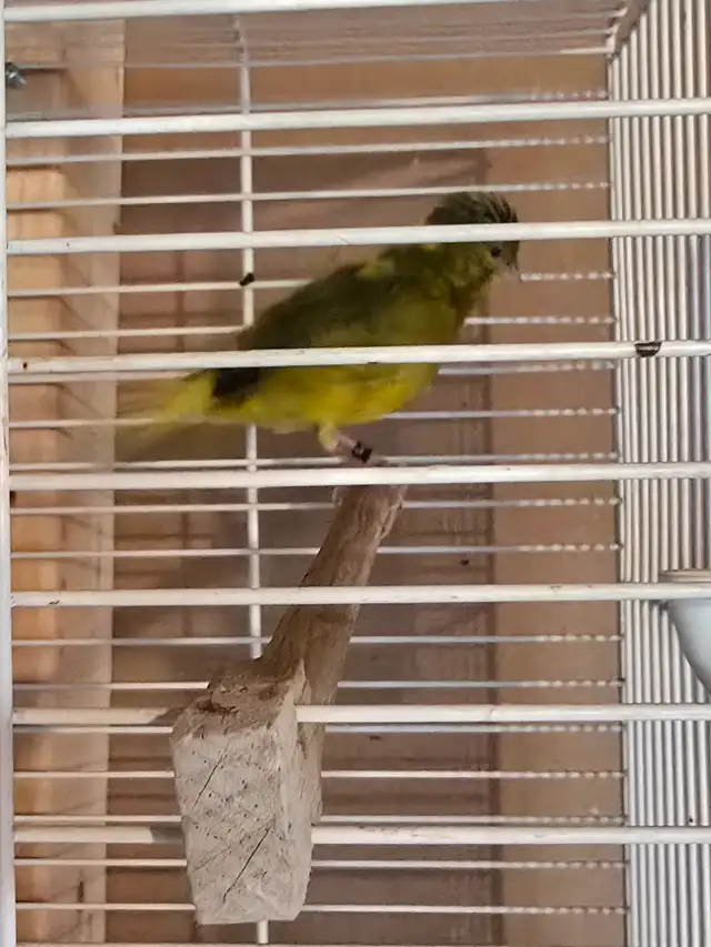 Beautiful singer canary for sale | Birds for Rehoming | Woodstock ...
