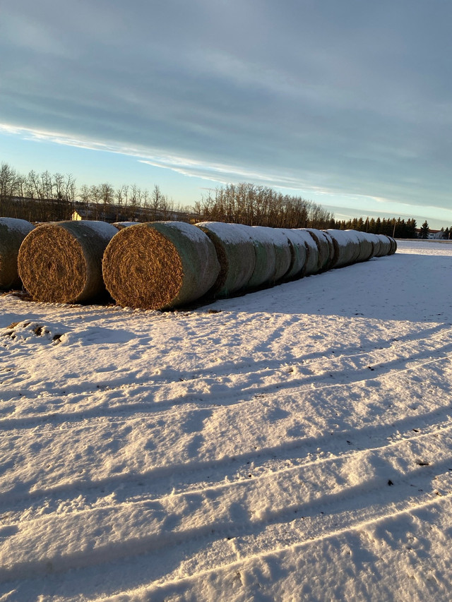  Pea straw in Other Business & Industrial in Red Deer - Image 3