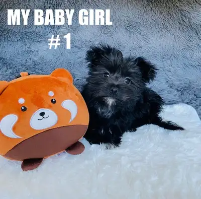 Yorkiepoo puppies, View more