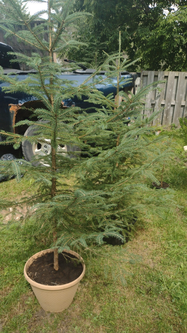 Pine trees  in Plants, Fertilizer & Soil in Owen Sound - Image 2