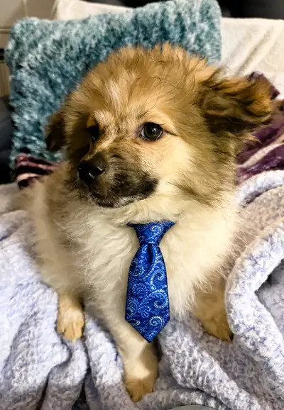 Adorable male pomchi puppy, ready 4 furever home, View more