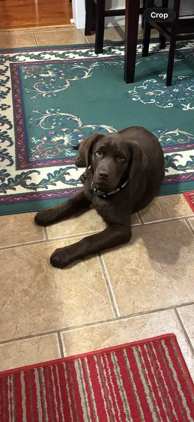 Chocolate Labrador puppy-House  trained, View more