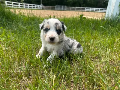 J'offre de magnifiques chiots Border Collie, disponibles dans quelques semaines . Ces adorables chio...