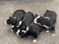 Greater Swiss Bernese mountain dog puppies  puppies 