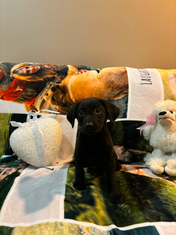 Easter Purebred Black Labrador puppies READY FOR NEW HOMES!! in Dogs & Puppies for Rehoming in Calgary - Image 3