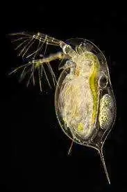 Daphnia live fish food - with FREE spirulina powder, View more