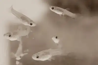 platinum white guppy fish, View more