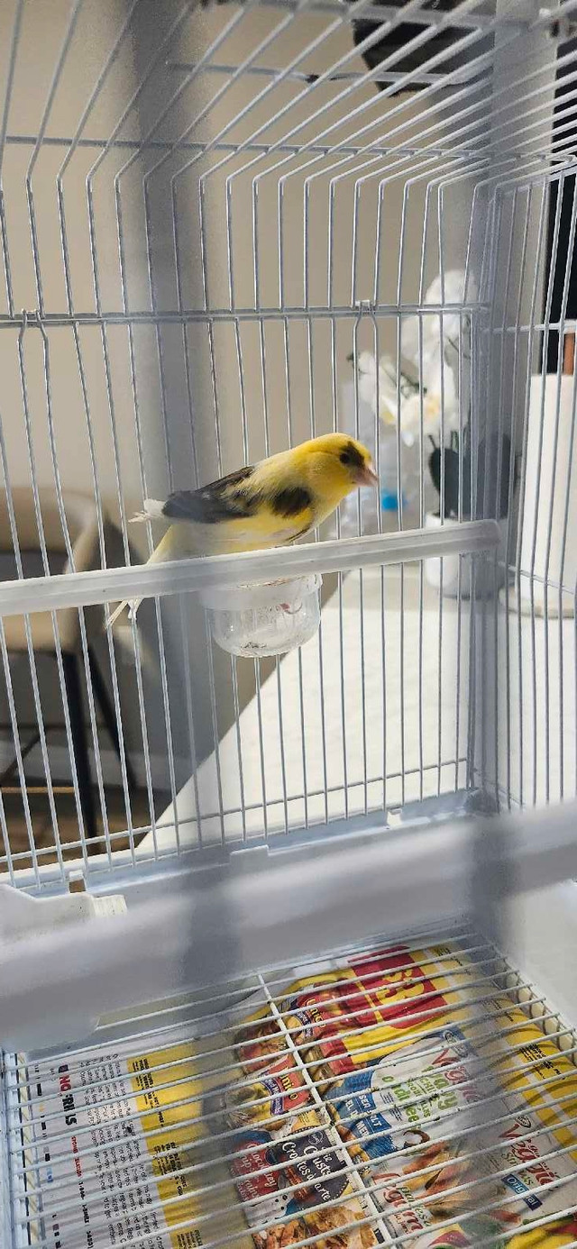 American male canary singer born 2024 in Small Animals for Rehoming in London - Image 2