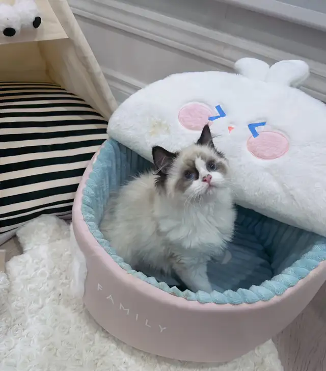 Cuddly BlueEyed Ragdoll Girl • Loves People • Ready for Her Home in Cats & Kittens for Rehoming in Markham / York Region - Image 6