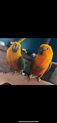 Jenday Conures 1k for both ! 