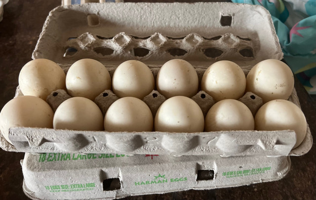 Duck eggs in Livestock in Strathcona County - Image 2