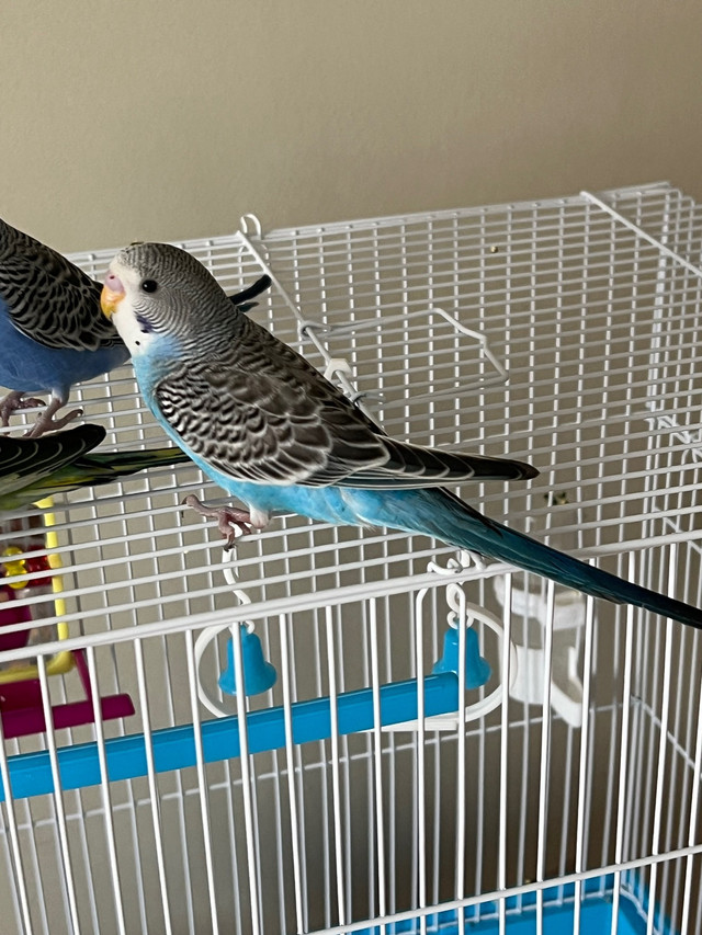Parakeet in Birds for Rehoming in Edmonton