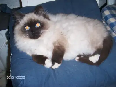 Ragdoll kittens, View more