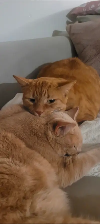 Friendly cats for rehome, View more