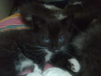 Black beauty female kitty for sale!