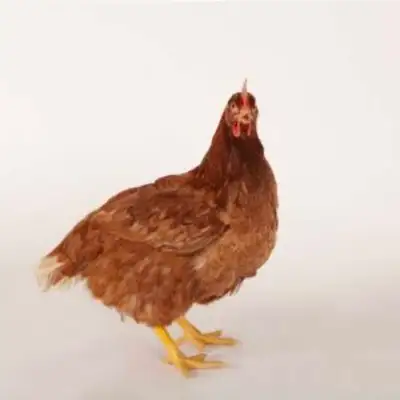 spent hens, View more