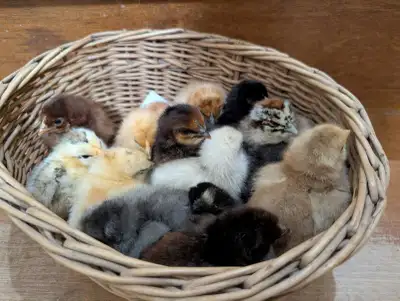 mix chicks, frizzles, and keets , View more