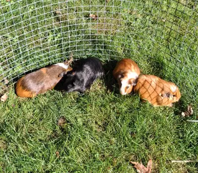 Four Baby Female Guinea Pigs, View more