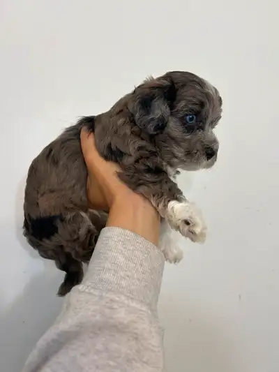 2 males left ! Mini Malti-Poo Puppies!, View more