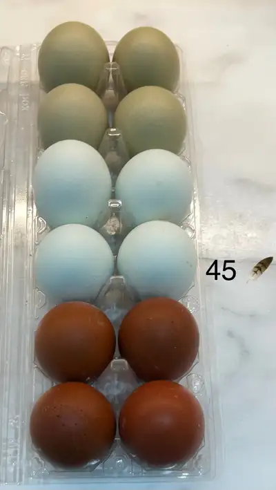 œufs fécondés olive egger, azure, marans cuivrés f2, View more