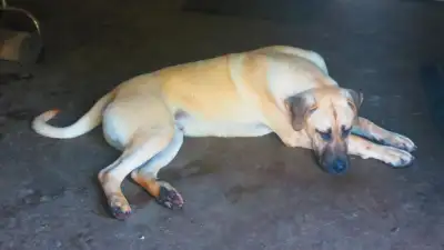 Simba - Big, loving, gentle dog. Healthy, vaccinated, microchipped, neutred - great dog for right fa...