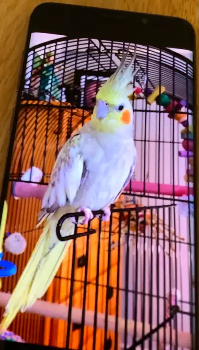 Cockatiel femelle jaune perlé,, View more