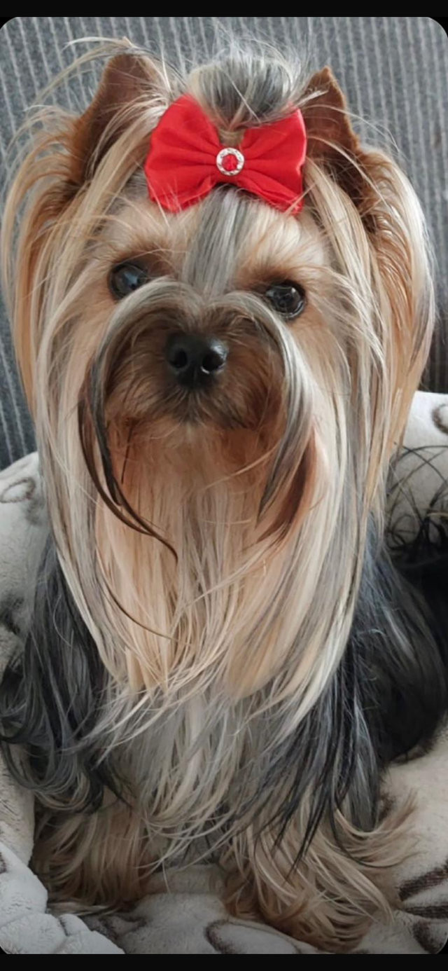 100% beautiful Pure Yorkshire Terrier puppies one left girls in Dogs & Puppies for Rehoming in Markham / York Region - Image 3