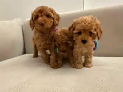 Loving toy poodles puppies available, View more