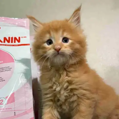 Purebred Russian Line Maine Coon Kitten , View more