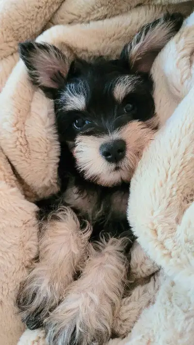 Miniature Schnauzer Male pup, View more