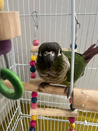 Green checked conure 