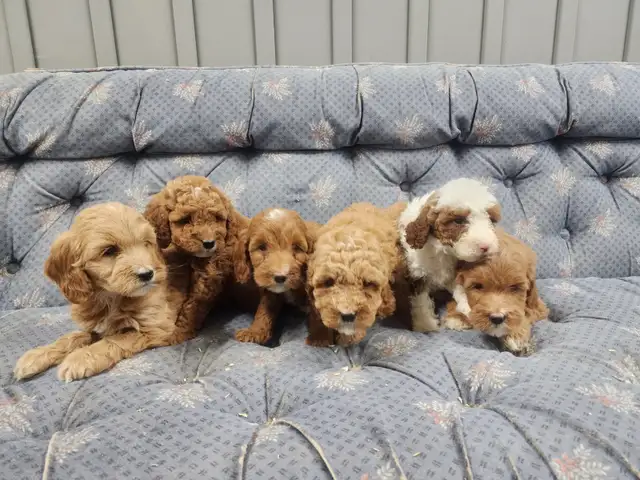 COCKAPOOO AND GOLDENDOODLE PUPPIES in Dogs & Puppies for Rehoming in Truro - Image 3