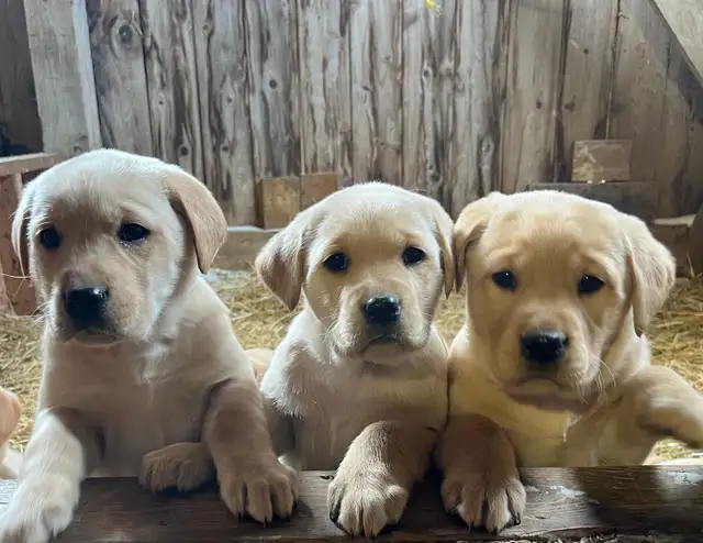 Purebred Labrador Puppies in Dogs & Puppies for Rehoming in Stratford - Image 6