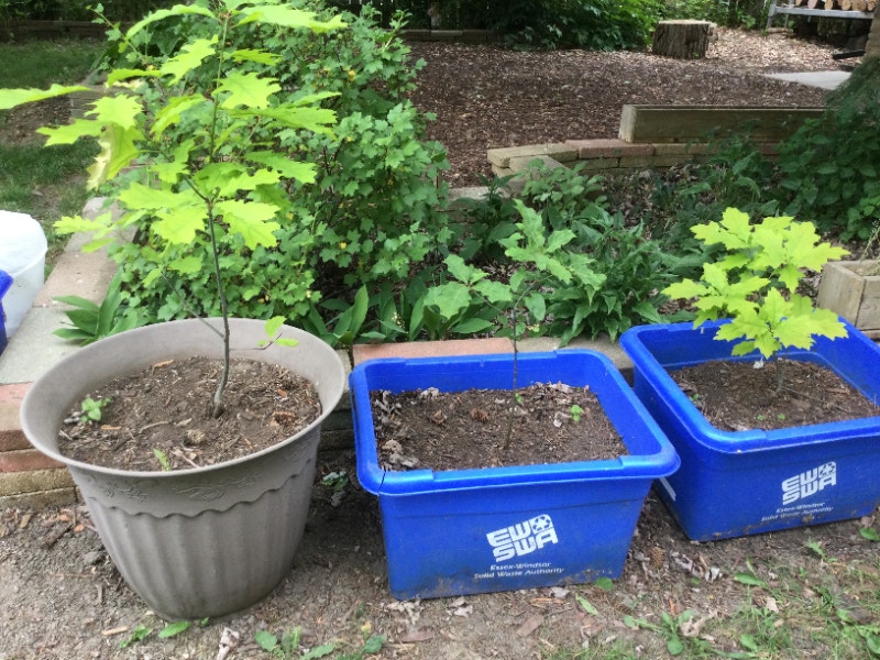 Free Three Year Old Oak Trees Free Stuff Windsor Region Kijiji