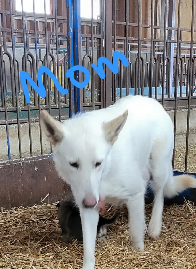 German Shephard puppies in Dogs & Puppies for Rehoming in Norfolk County - Image 4